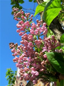 Gemeiner Flieder (Syringa vulgaris) in der Lutherstraße Heidelberg-Neuenheim