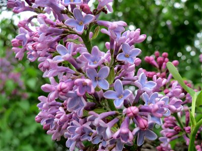 Gemeiner Flieder (Syringa vulgaris) in Hockenheim photo