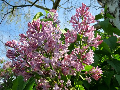 Gemeiner Flieder (Syringa vulgaris) in Hockenheim