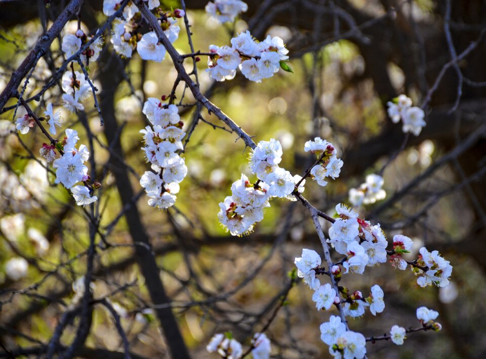 Blossom white spring