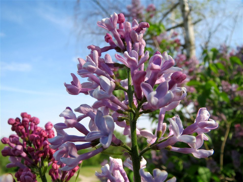 Gemeiner Flieder (Syringa vulgaris) in Hockenheim