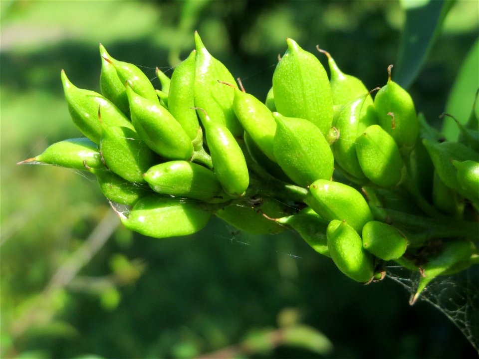 Gemeiner Flieder (Syringa vulgaris) in Hockenheim