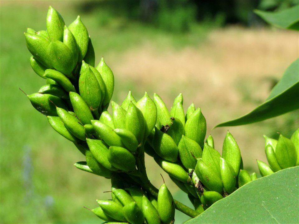Gemeiner Flieder (Syringa vulgaris) in Hockenheim