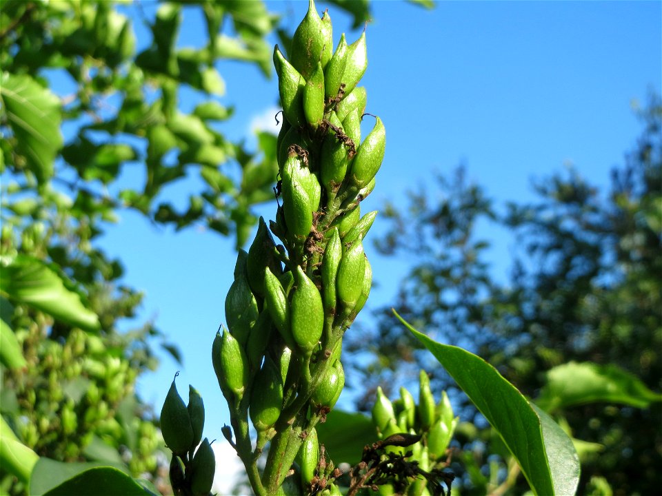 Gemeiner Flieder (Syringa vulgaris) in Hockenheim
