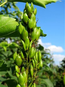 Gemeiner Flieder (Syringa vulgaris) in Hockenheim photo