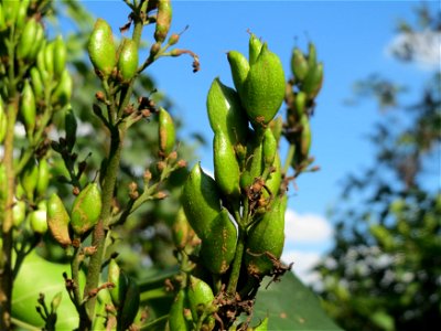 Gemeiner Flieder (Syringa vulgaris) in Hockenheim photo