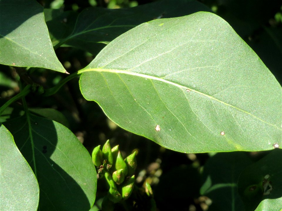 Gemeiner Flieder (Syringa vulgaris) in Hockenheim