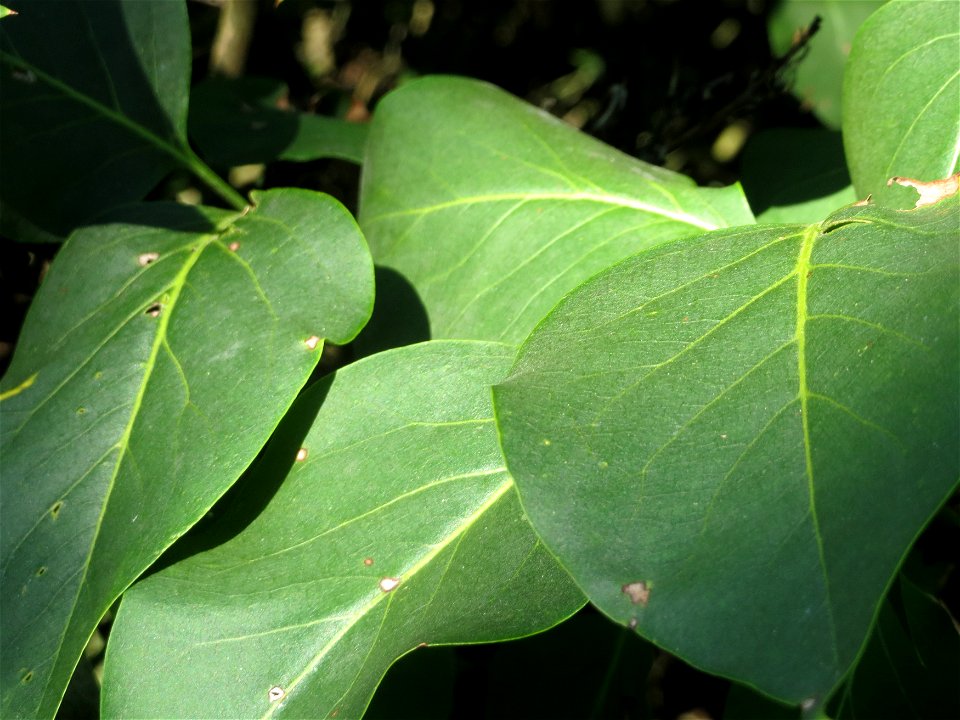 Gemeiner Flieder (Syringa vulgaris) in Hockenheim