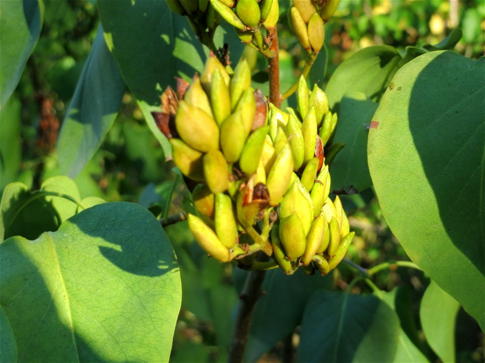 Gemeiner Flieder (Syringa vulgaris) in Hockenheim
