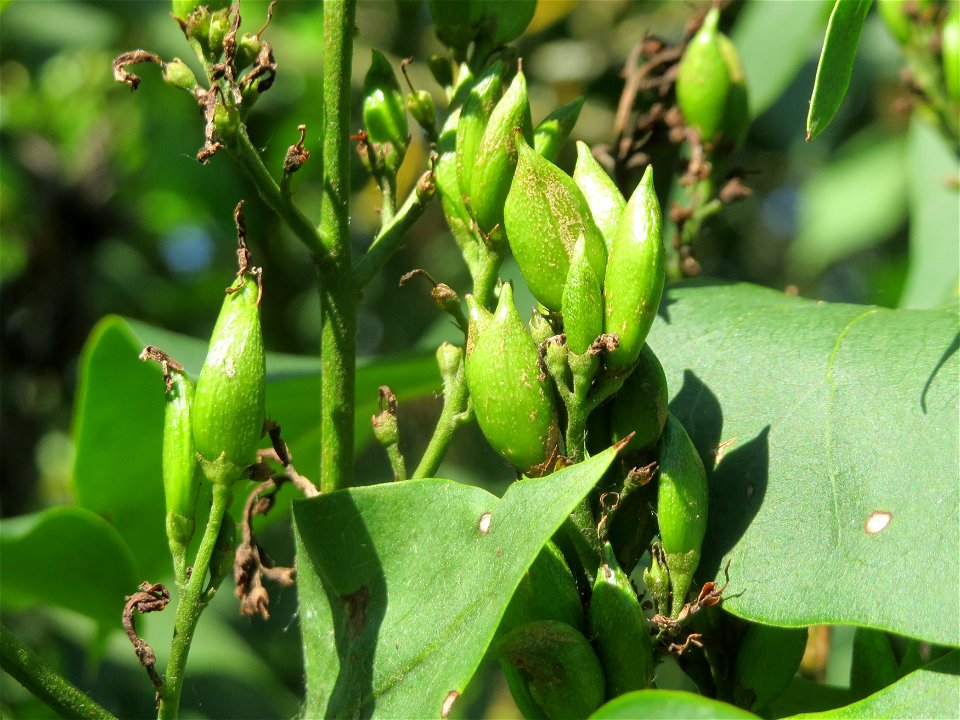 Gemeiner Flieder (Syringa vulgaris) in Hockenheim