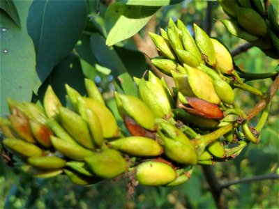 Gemeiner Flieder (Syringa vulgaris) in Hockenheim