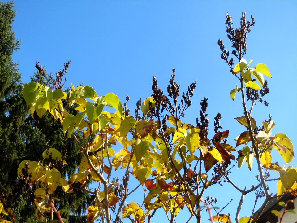 Gemeiner Flieder (Syringa vulgaris) in Hockenheim