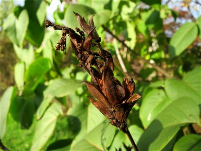 Gemeiner Flieder (Syringa vulgaris) in Hockenheim