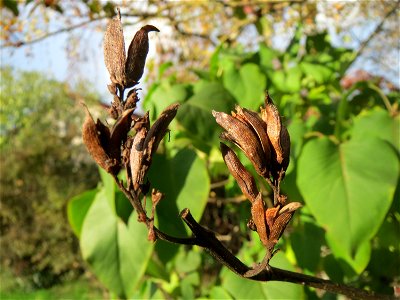Gemeiner Flieder (Syringa vulgaris) in Hockenheim