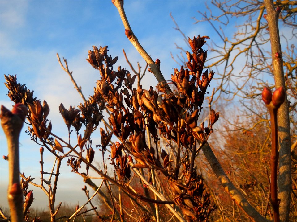 Früchte vom Gemeinen Flieder (Syringa vulgaris) in Hockenheim