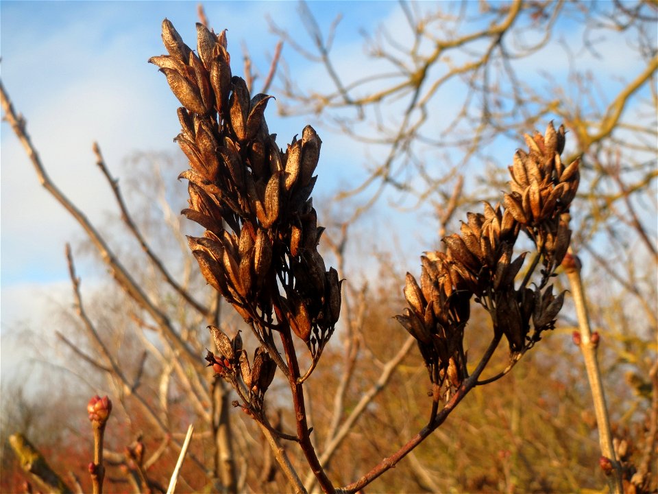 Früchte vom Gemeinen Flieder (Syringa vulgaris) in Hockenheim