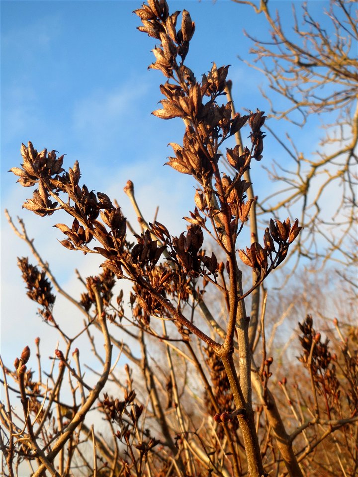 Früchte vom Gemeinen Flieder (Syringa vulgaris) in Hockenheim