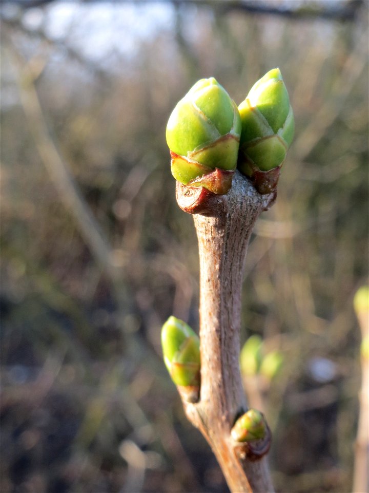 Gemeiner Flieder (Syringa vulgaris) in Hockenheim