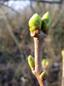 Gemeiner Flieder (Syringa vulgaris) in Hockenheim
