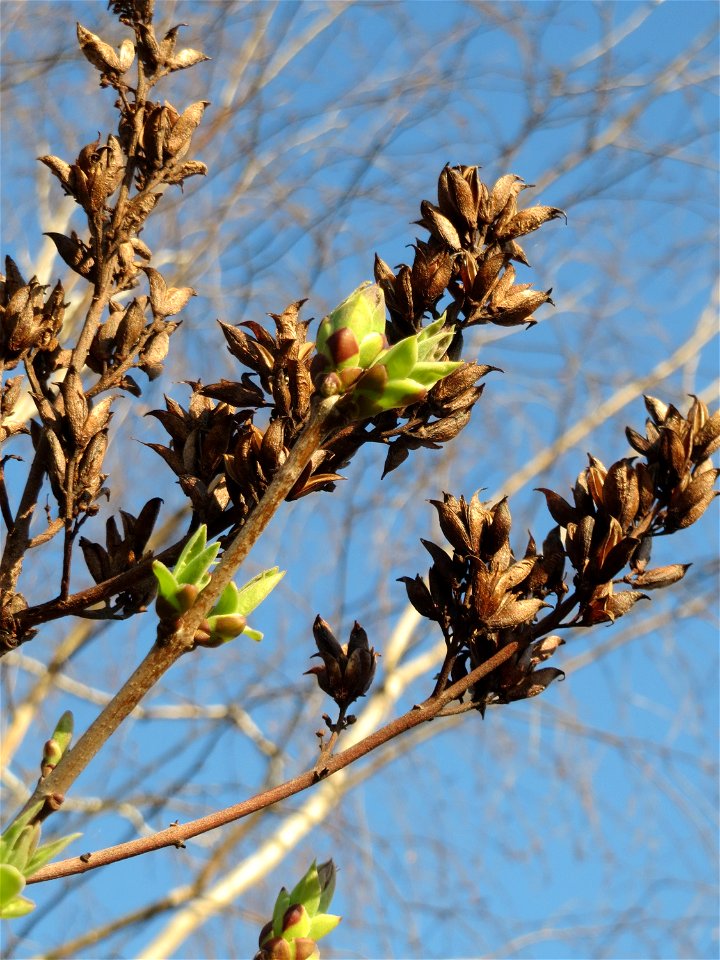 Gemeiner Flieder (Syringa vulgaris) in Hockenheim