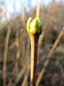 Gemeiner Flieder (Syringa vulgaris) in Hockenheim