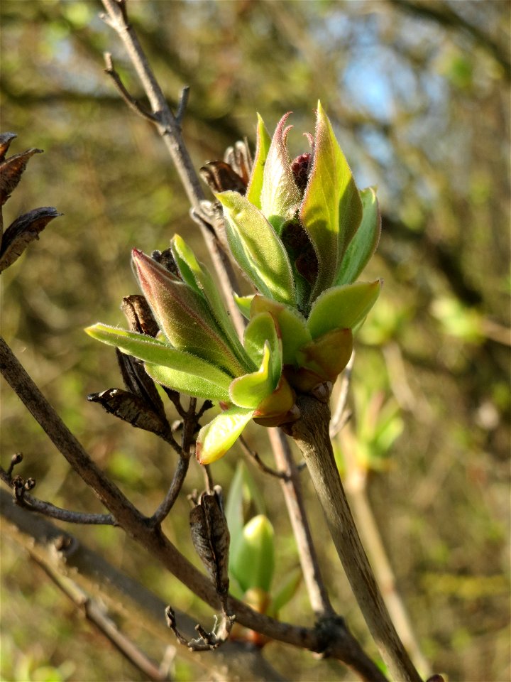 Gemeiner Flieder (Syringa vulgaris) in Hockenheim