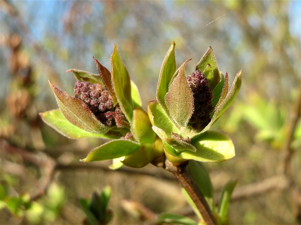 Gemeiner Flieder (Syringa vulgaris) in Hockenheim
