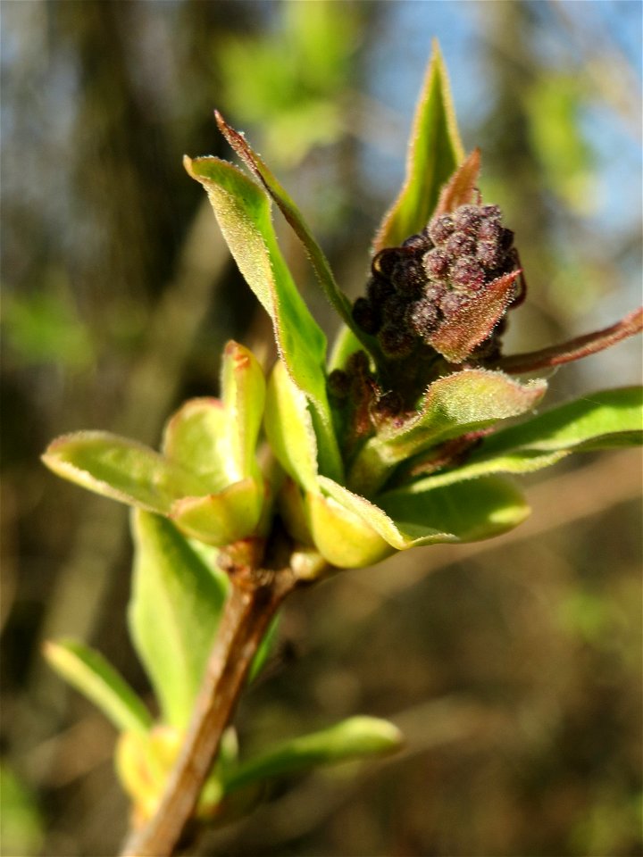 Gemeiner Flieder (Syringa vulgaris) in Hockenheim