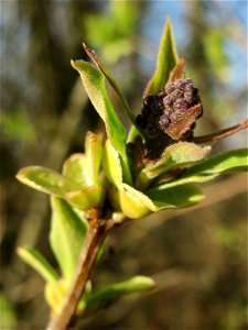 Gemeiner Flieder (Syringa vulgaris) in Hockenheim photo