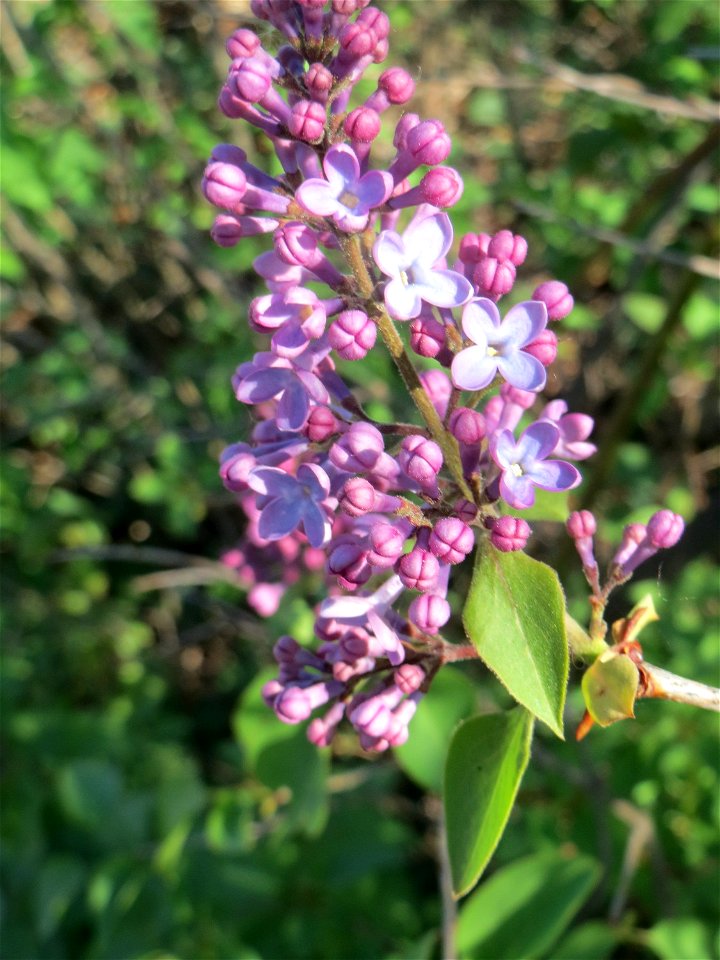 Gemeiner Flieder (Syringa vulgaris) in Hockenheim.