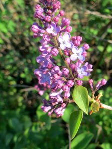 Gemeiner Flieder (Syringa vulgaris) in Hockenheim. photo