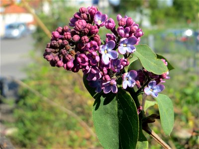 Gemeiner Flieder (Syringa vulgaris) in Hockenheim. photo