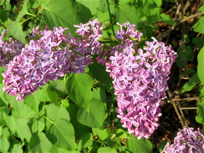 Gemeiner Flieder (Syringa vulgaris) in Hockenheim