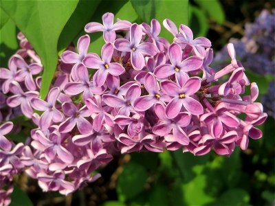 Gemeiner Flieder (Syringa vulgaris) in Hockenheim