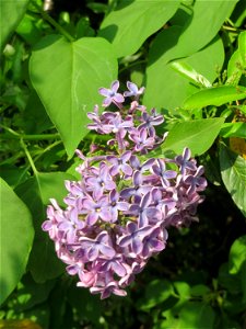 Gemeiner Flieder (Syringa vulgaris) in Hockenheim