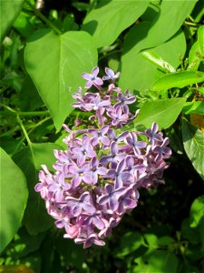 Gemeiner Flieder (Syringa vulgaris) in Hockenheim photo