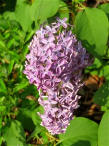 Gemeiner Flieder (Syringa vulgaris) in Hockenheim photo