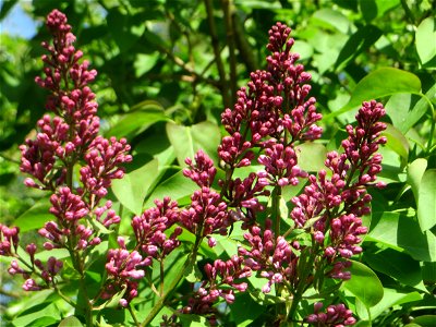 Blütenknospen vom Gemeinen Flieder (Syringa vulgaris) im Landschaftsschutzgebiet „Tabakmühlental - Oberster Weiher“ im Almet in Sankt Arnual