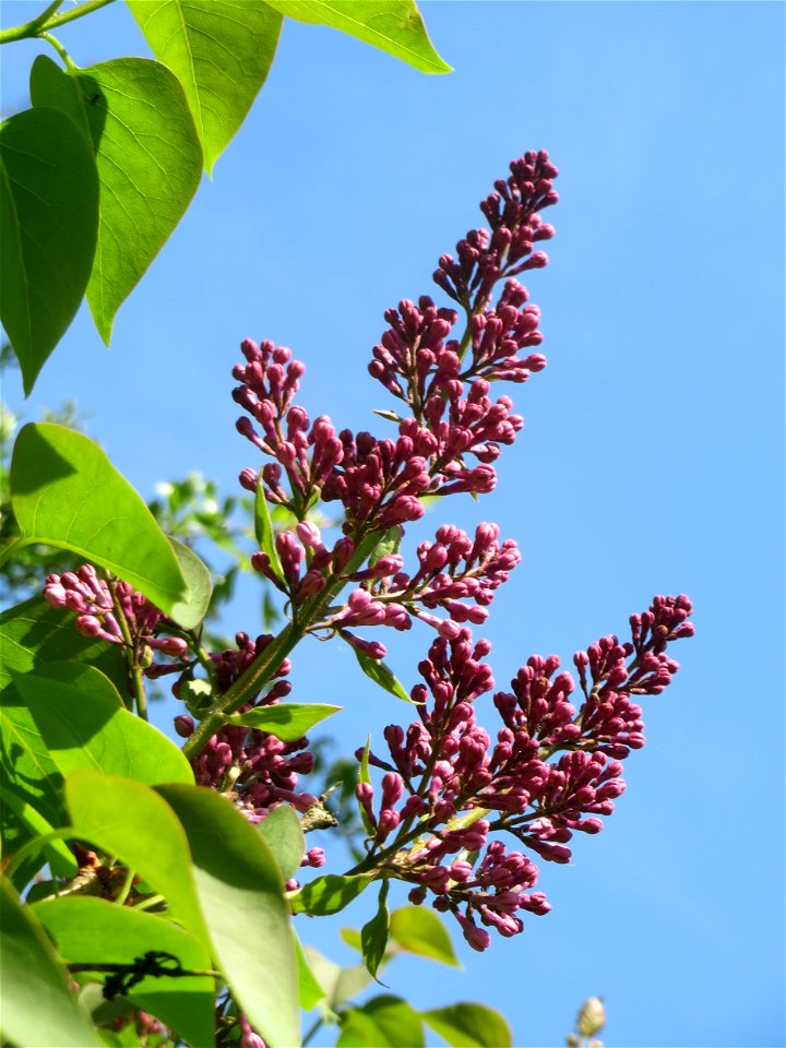 Blütenknospen vom Gemeinen Flieder (Syringa vulgaris) im Landschaftsschutzgebiet „Tabakmühlental - Oberster Weiher“ im Almet in Sankt Arnual