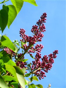 Blütenknospen vom Gemeinen Flieder (Syringa vulgaris) im Landschaftsschutzgebiet „Tabakmühlental - Oberster Weiher“ im Almet in Sankt Arnual