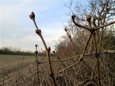 Gemeiner Flieder (Syringa vulgaris) in Hockenheim - Ursprung: Südosteuropa und Vorderasien
