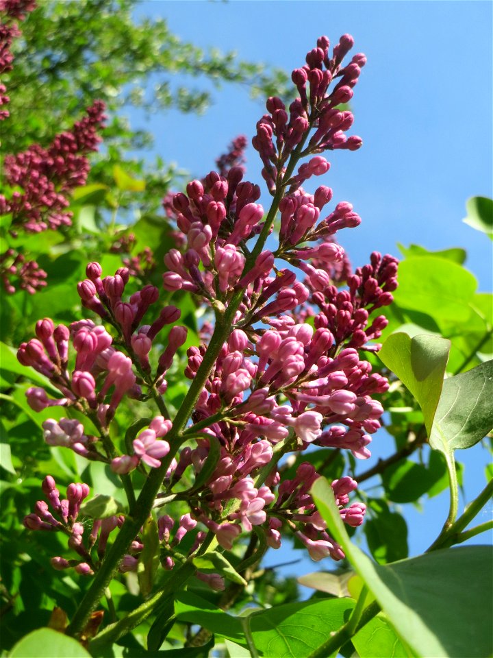 Blütenknospen vom Gemeinen Flieder (Syringa vulgaris) im Landschaftsschutzgebiet „Tabakmühlental - Oberster Weiher“ im Almet in Sankt Arnual