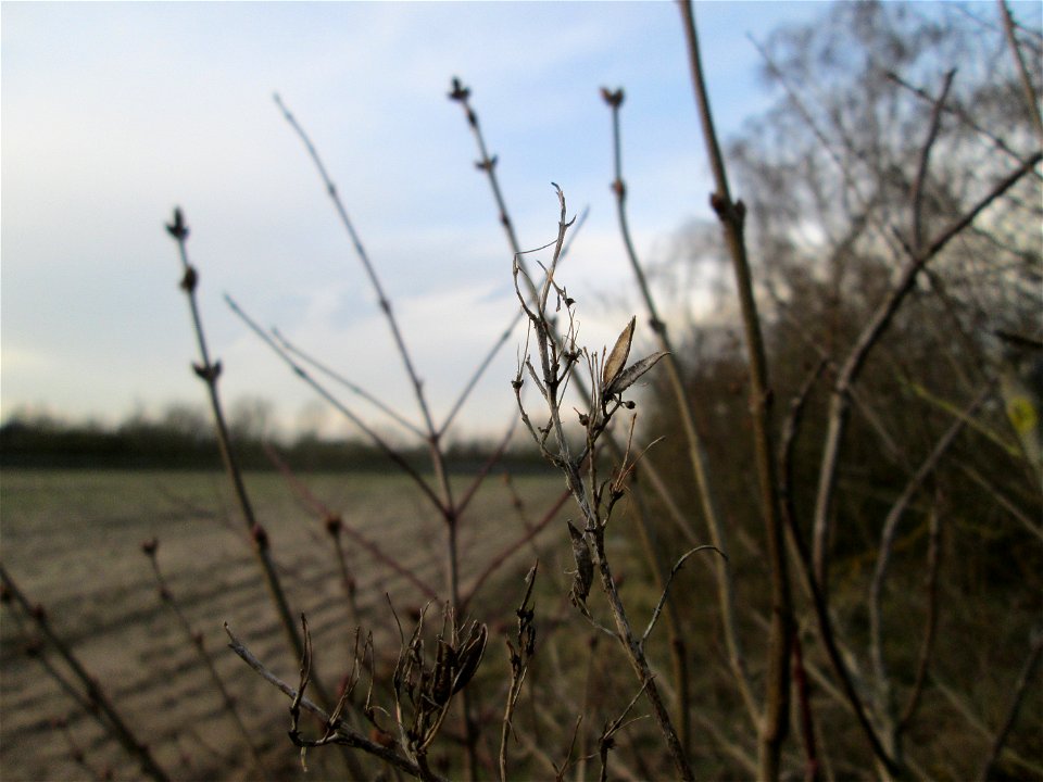 Gemeiner Flieder (Syringa vulgaris) in Hockenheim - Ursprung: Südosteuropa und Vorderasien