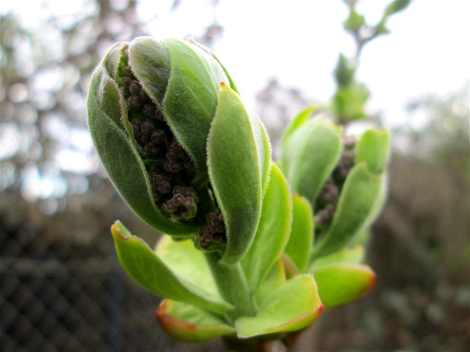 Aufspringende Knospen vom Gemeinen Flieder (Syringa vulgaris) in Hockenheim