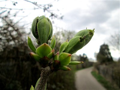 Aufspringende Knospen vom Gemeinen Flieder (Syringa vulgaris) in Hockenheim