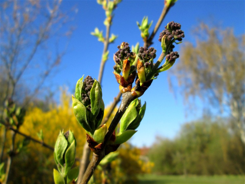 Knospen vom Gemeinen Flieder (Syringa vulgaris) auf einer Streuobstwiese in Hockenheim