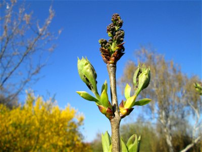 Knospen vom Gemeinen Flieder (Syringa vulgaris) auf einer Streuobstwiese in Hockenheim