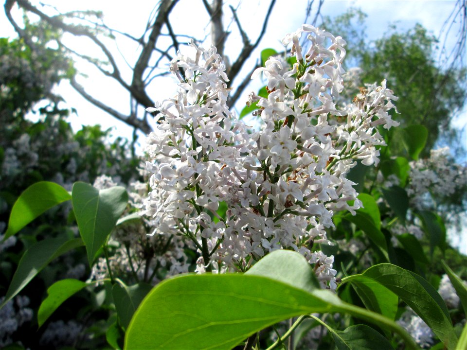 Gemeiner Flieder (Syringa vulgaris) auf einer Streuobstwiese in Hockenheim