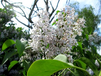 Gemeiner Flieder (Syringa vulgaris) auf einer Streuobstwiese in Hockenheim photo