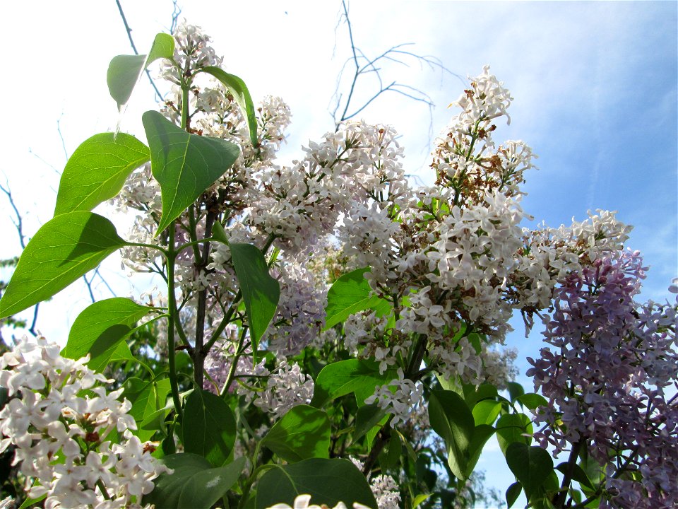 Gemeiner Flieder (Syringa vulgaris) auf einer Streuobstwiese in Hockenheim